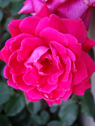 Fragrant rose Martinsburg, West Virginia United States