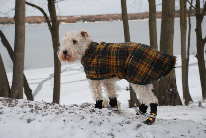 Rufus dressed for the weather Maitland, Ontario Canada