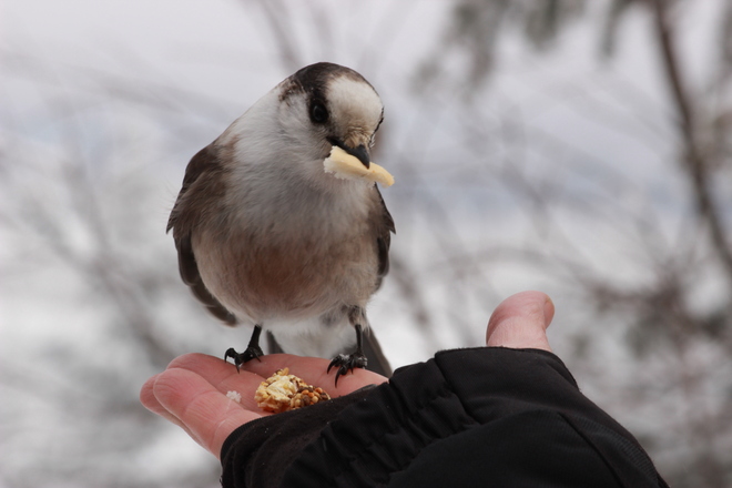 Oiseau sauvage pas sauvage du tout! Saint-Donat, Québec Canada
