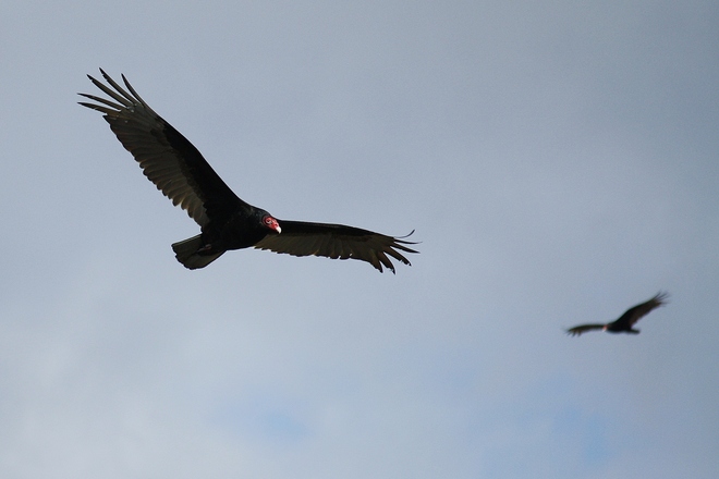 Turkey Vultures King, Ontario Canada