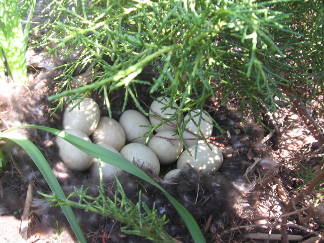 Mallard Duck Eggs Kitchener, Ontario Canada