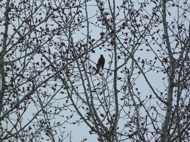 1st robin of the season Dryden, Ontario Canada