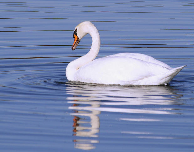 Beautiful Swan! Hamilton, Ontario Canada