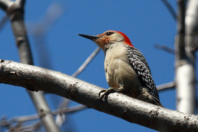 Red-bellied Woodpecker Kitchener, Ontario Canada