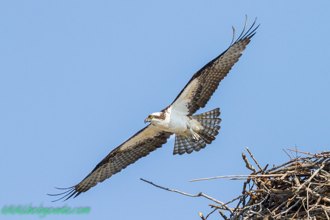 Osprey off for another branch Kitchener, Ontario Canada