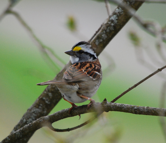 White-throated Sparrow ... Moncton, New Brunswick Canada