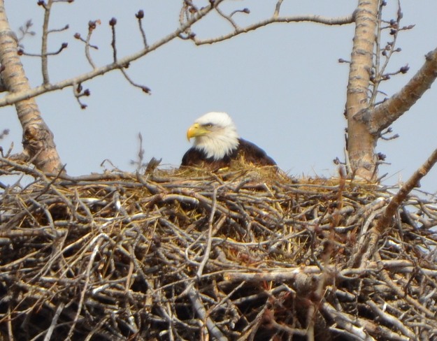 Eagles Nest Cremona, Alberta Canada