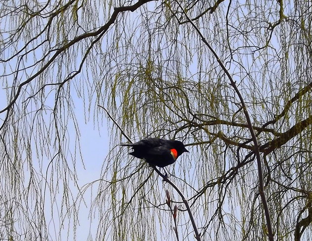 red winged blackbird Point Clark, Ontario Canada
