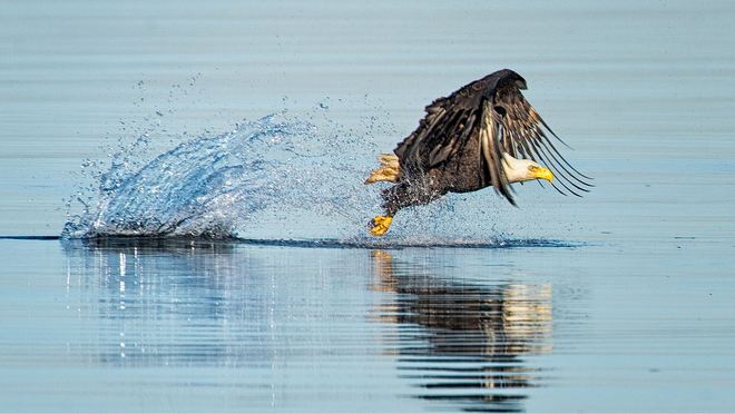 Eagle catches fish Vancouver, British Columbia Canada