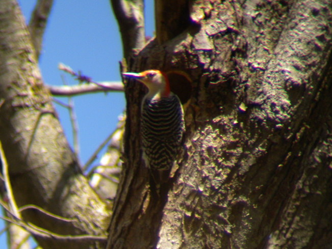 Red Bellied Woodpecker Jarvis, Ontario Canada