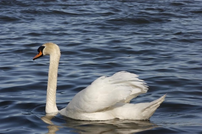 bayfront swans Hamilton, Ontario Canada