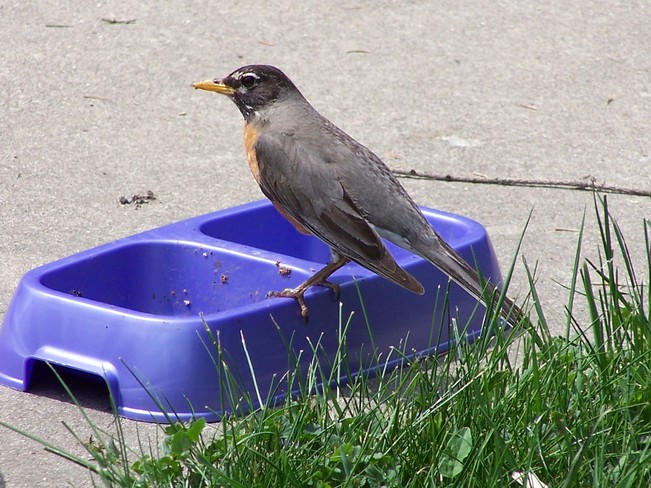 Robin eating cat food. 