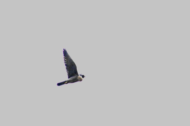 peregrine falcon Abbotsford, British Columbia Canada