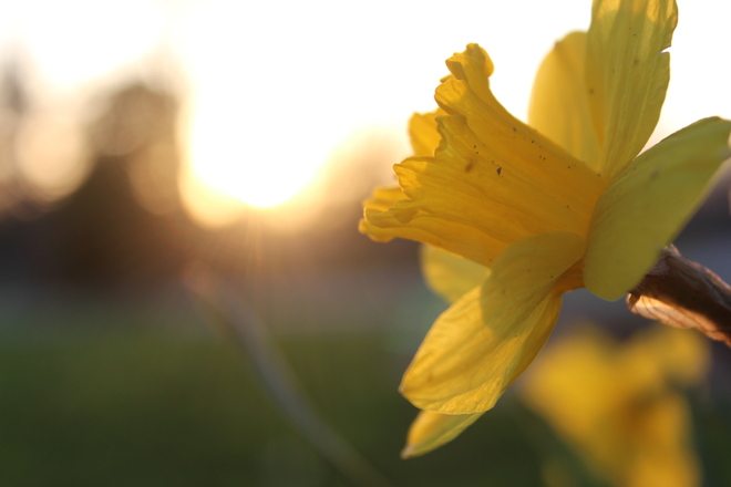 Daffodil Cayuga, Ontario Canada