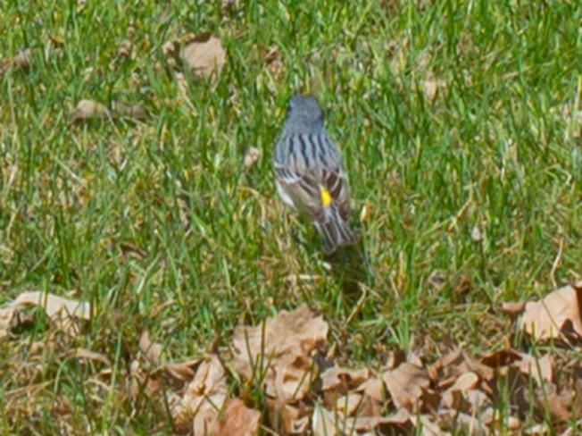 Can anyone tell me what kind of bird this is? 