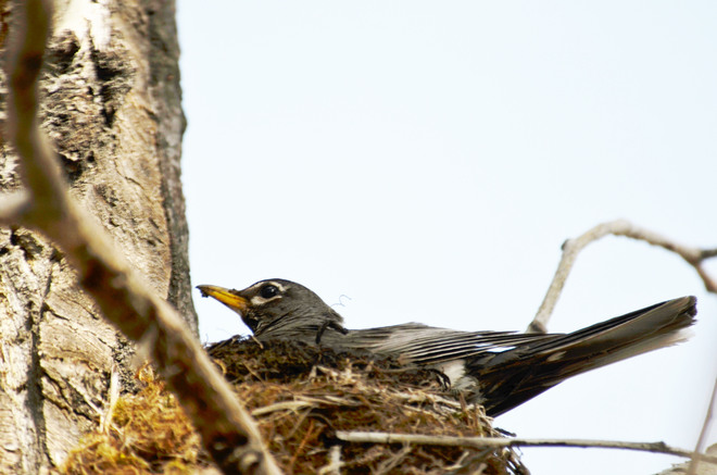 robin sitting on his nest 