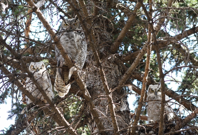 Great Horned Owl family 