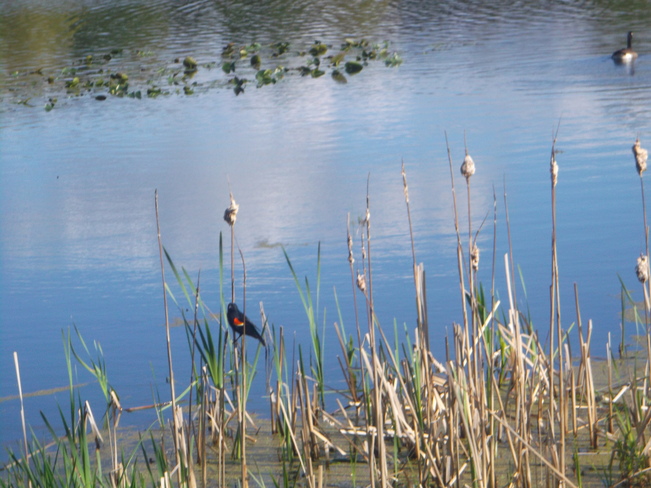 Red Wing Black Bird Sitting at a Pond 