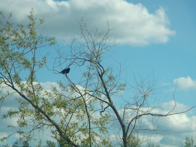 Red Winged Black Bird Sitting in a Tree 