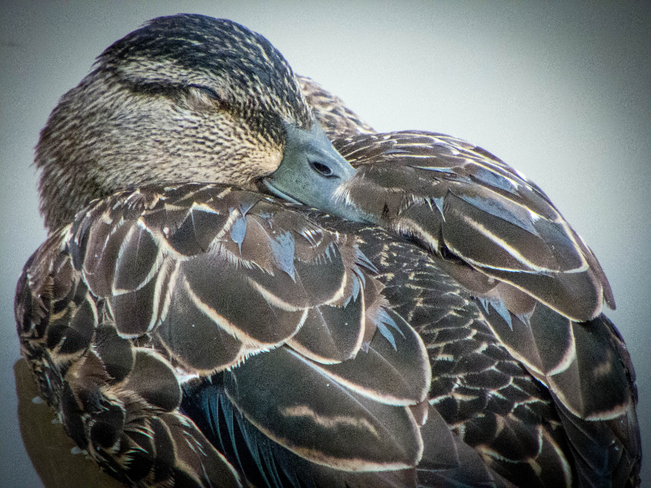 Napping Duck Petit Rocher, New Brunswick Canada