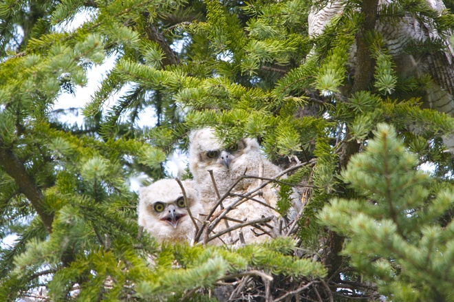 Great Horned owls Calgary, Alberta Canada