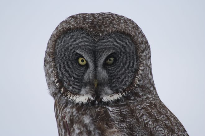 Great Grey Owl Temiskaming Shores, Ontario Canada