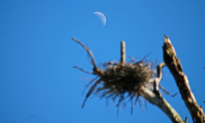 moon and heron nest Brantford, Ontario Canada