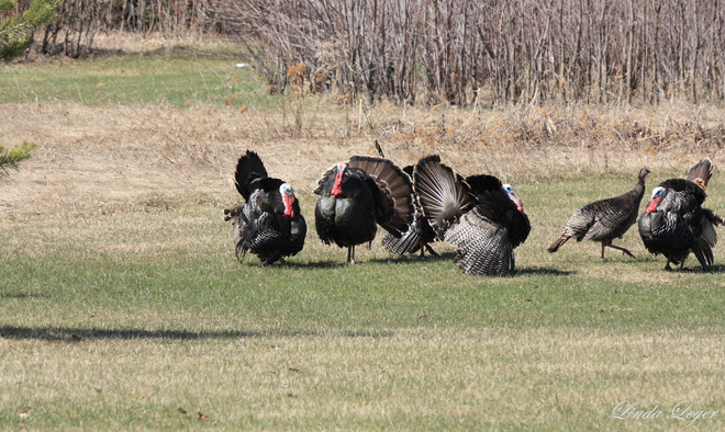 Turkeys Displaying Medika, Manitoba Canada