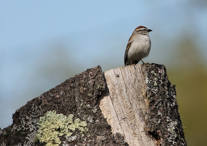 A Patient Chipping Sparrow. St. Stephen, New Brunswick Canada