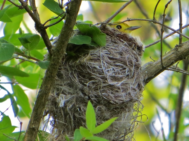 Yellow Warbler Nest at the RBG Hamilton, Ontario Canada