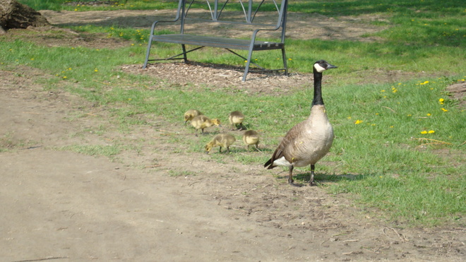 Mother Goose London, Ontario Canada