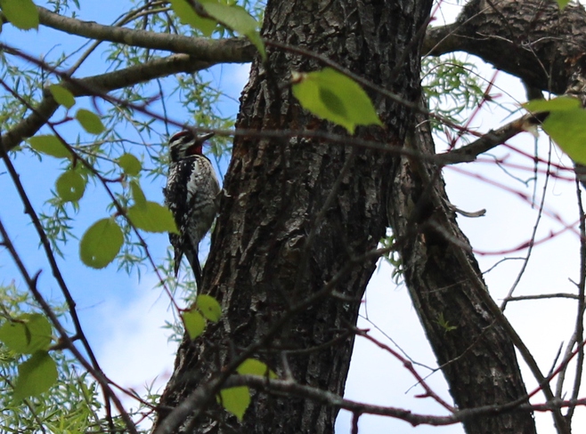 woodpecker Fredericton, New Brunswick Canada