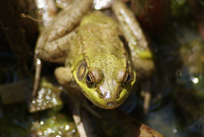 frog Burlington, Ontario Canada