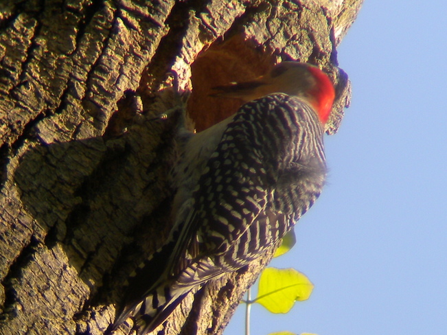 Red-Bellied Woodpecker Jarvis, Ontario Canada