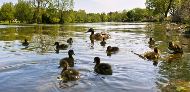 11 ducklings Stratford, Ontario Canada