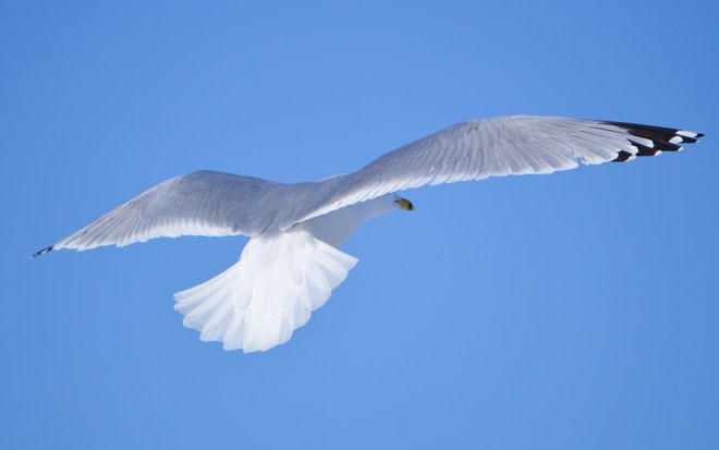 seagull Ottawa, Ontario Canada