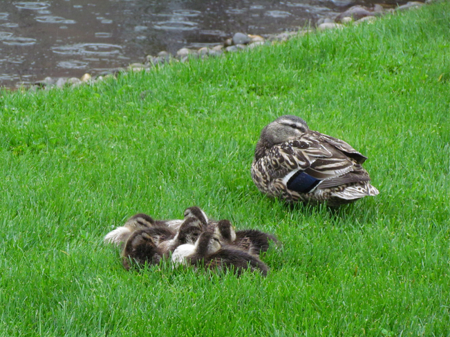Rainy day mom & ducklings Abbotsford, British Columbia Canada
