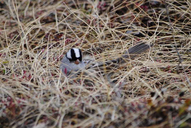 White-crowned Sparrow Lake Louise, Alberta Canada