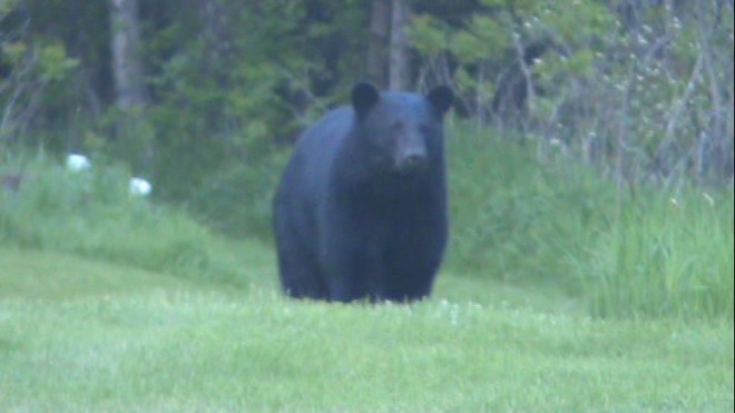 Backyard Black Bear Foxboro, Ontario Canada