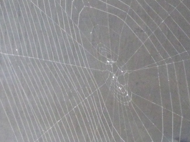 spider web Antigonish, Nova Scotia Canada