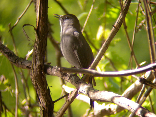 Gray Catbird Jarvis, Ontario Canada