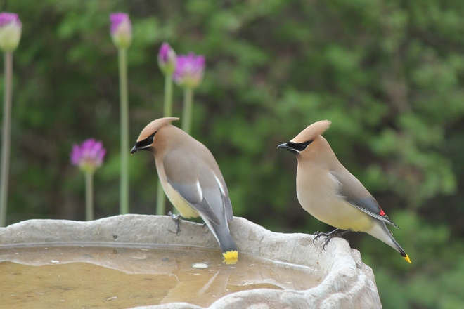 beautiful birds Vanscoy, Saskatchewan Canada