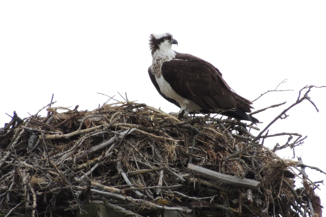 Nesting Osprey Chase, British Columbia Canada