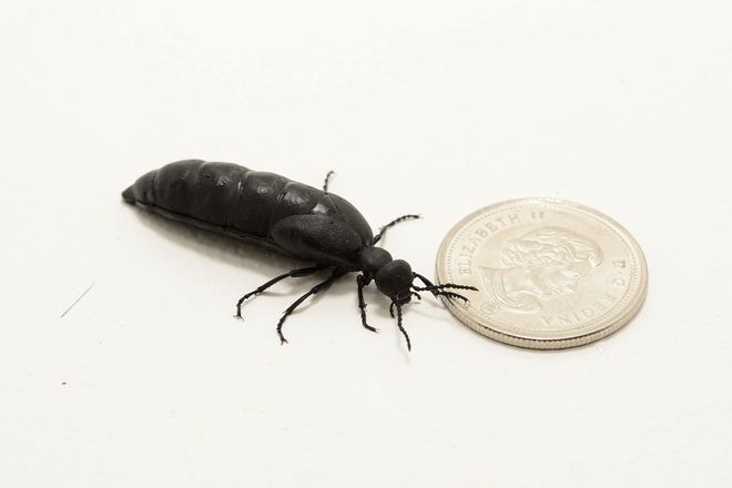 Fat beetle. Brooks, Alberta Canada