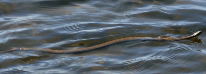 Snake in the water Belleville, Ontario Canada