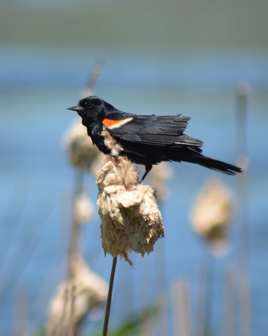Blackbird Tottenham, Ontario Canada