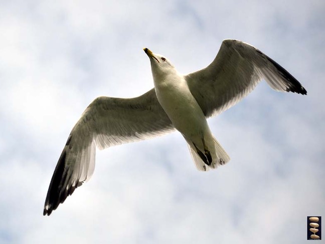 Seagull Toronto, Ontario Canada