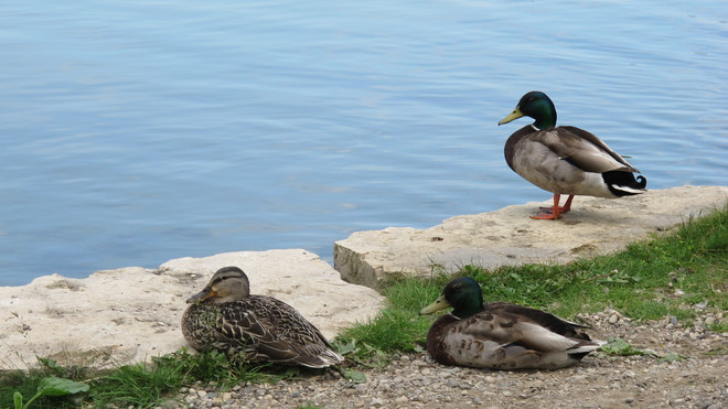 Sleepy, sunny ducks 