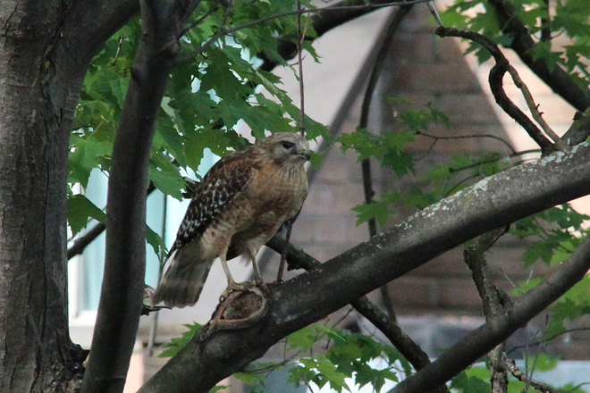 Hawk in backyard Verdun, Quebec Canada