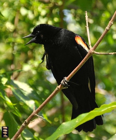 Singing black bird Toronto, Ontario Canada